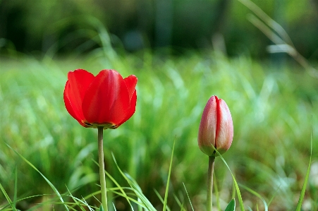 春の花
 春 花 水原
 写真