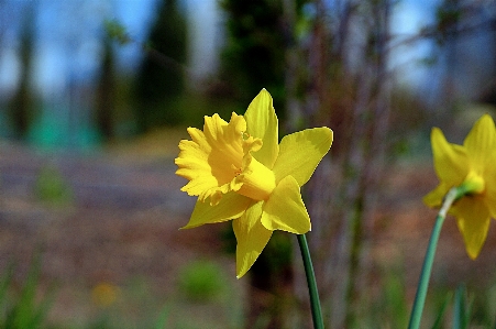 Spring flower suwon Photo