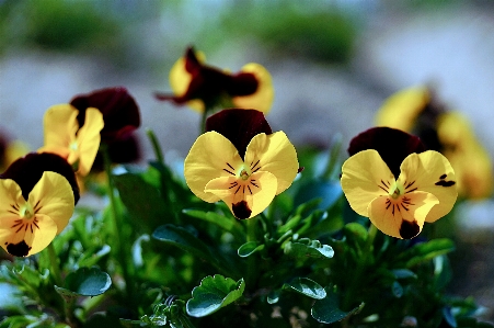 春の花
 春 花 水原
 写真