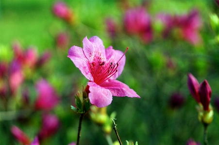 春の花
 春 花 水原
 写真