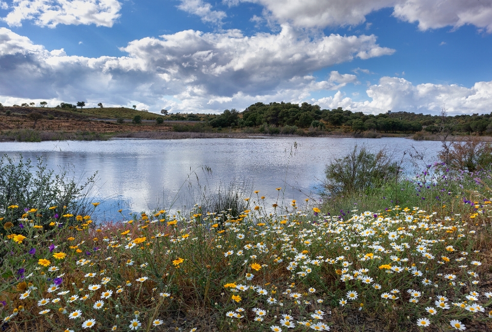 Lago fiore nube acqua