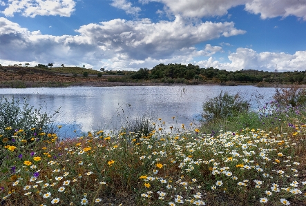 Lake flower cloud water Photo