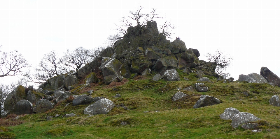 Trees rocks sky plant