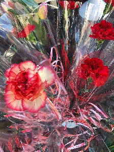 Red flowers flower petal Photo