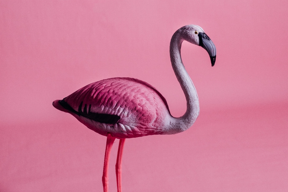 Kunst vogel schnabel flamingo