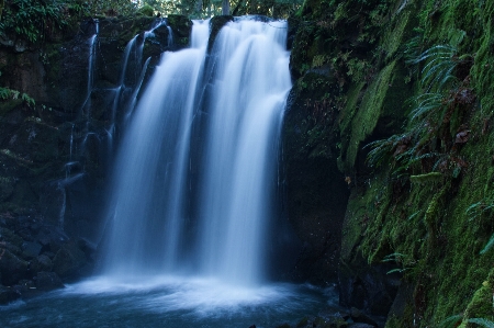 Water resources plant ecoregion Photo