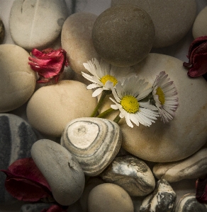 Stone flower decoration nature Photo