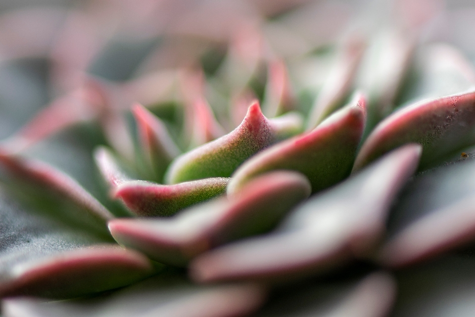 植物 ジューシーな 根 葉