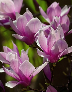 マグノリア 花 植物 白 写真