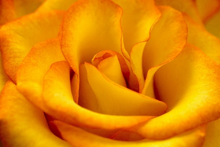 Rose yellow flower nature Photo