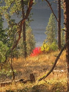 Fire bush red trees mountainside Photo