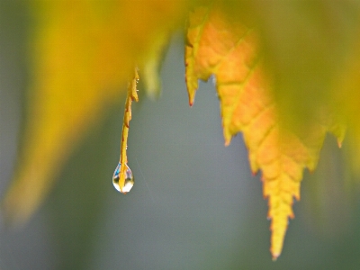 Plant liquid water orange Photo