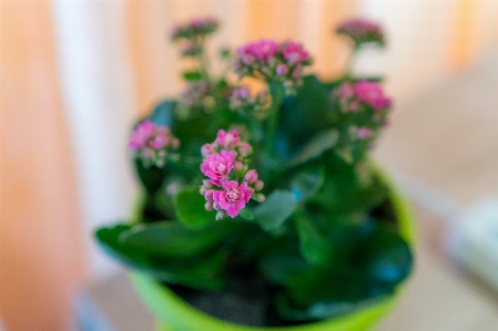 Flower pink home flowerpot Photo