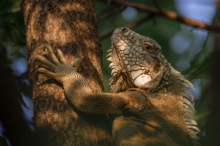 Photo Caméléon
 reptile usine bois