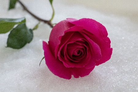 Rose pink leaf petal Photo