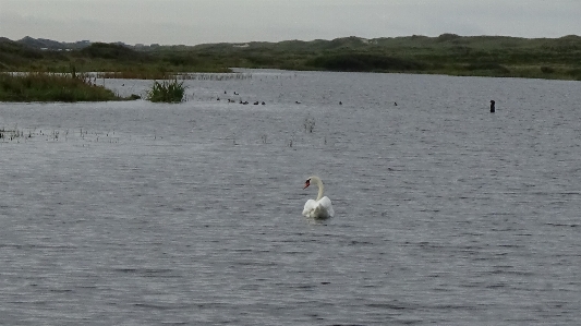 Bird nature water sky Photo