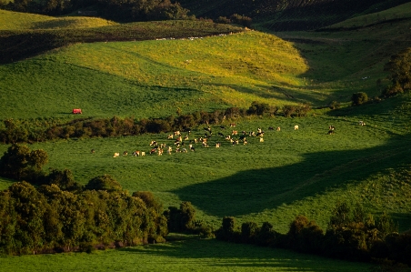 Cows grassland grazing cattle raising Photo