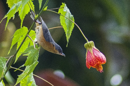 Flower red bird feeding Photo