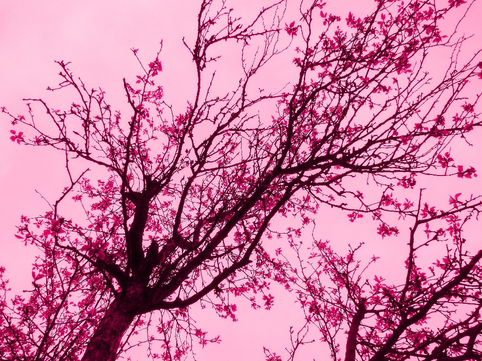 Nature art creative pink