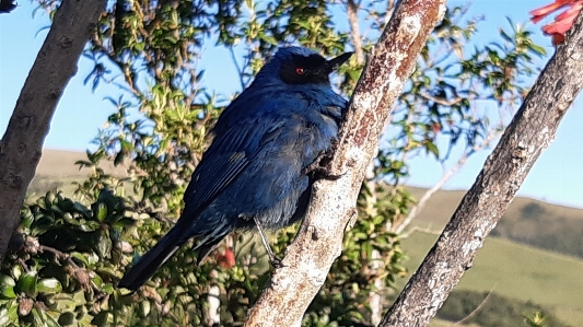 Foto Diglossa cyanea
 perfurador de flores mascarado
 pássaro azul