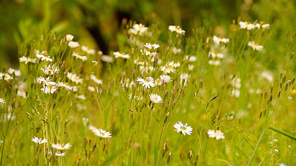 Flor montaña parque suwon
