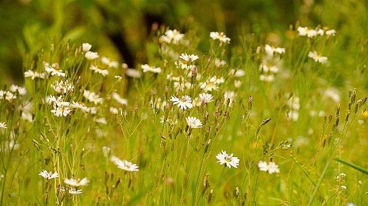 Flower mountain park suwon Photo