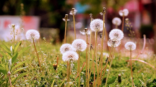 Flower mountain park suwon Photo