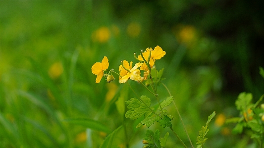 Flower mountain park suwon Photo