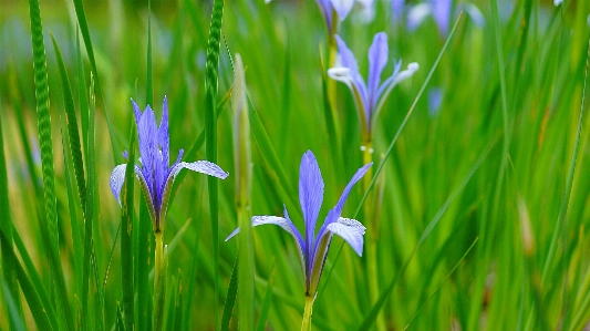 Flower mountain park suwon Photo