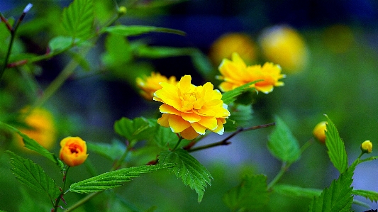 花 山 公園 水原
 写真