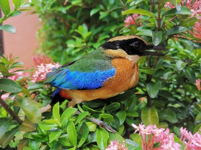 Bird tropical birds moluccan pitta beautiful Photo