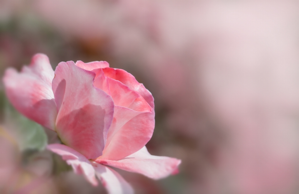 Rosa flor planta pétalo