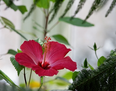 Hibiscus flower plant petal Photo