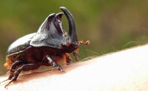 Foto Hewan penyerbuk
 serangga arthropoda
