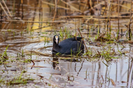 Images water bird vertebrate Photo