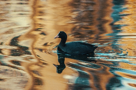 Bilder wasser vogel anlage Foto