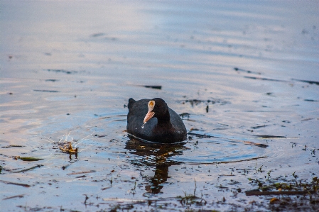 画像 水 鳥 液体 写真