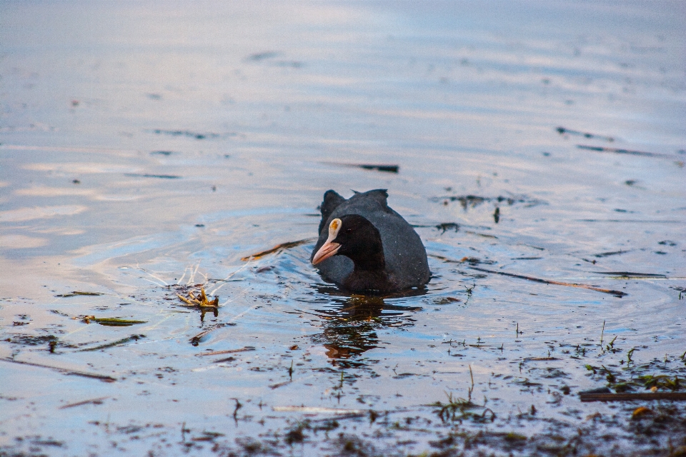 Bilder wasser vogel wirbeltier
