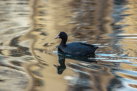 Images water bird vertebrate Photo