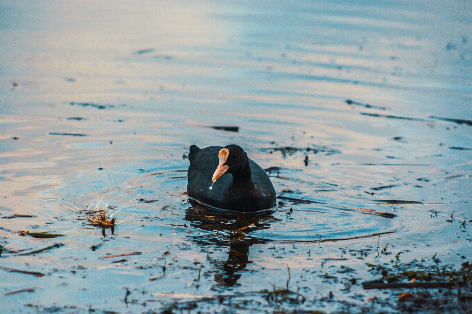 Images water liquid bird