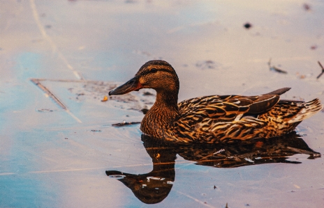 Bilder wasser vogel schnabel Foto