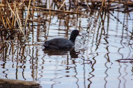 Images water bird vertebrate Photo