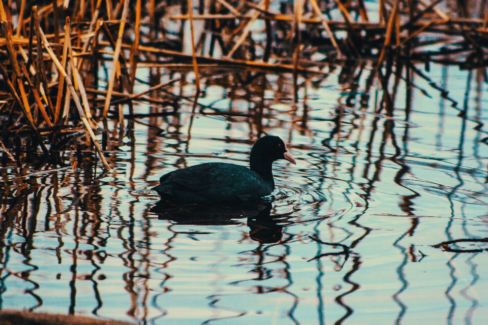 Imágenes agua pájaro naturaleza