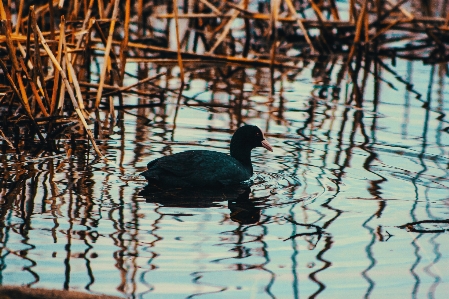 Images water bird nature Photo