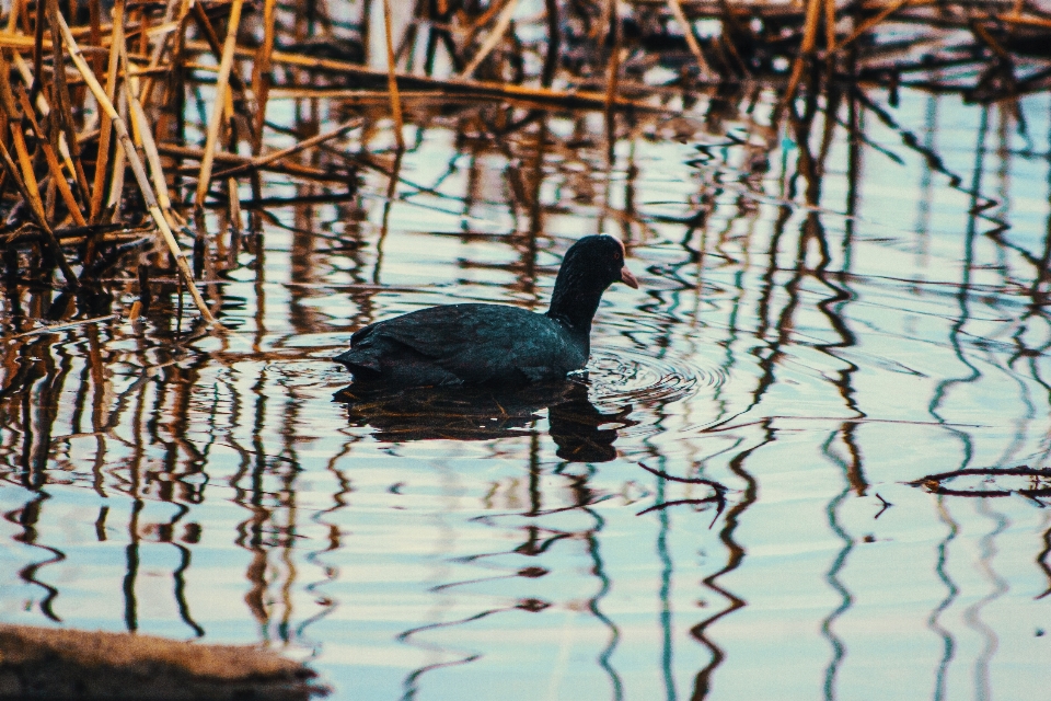 Bilder wasser vogel zweig