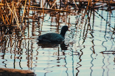 Images water bird branch Photo