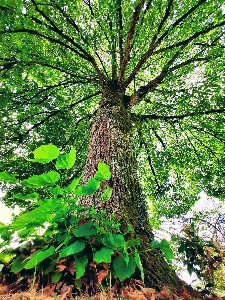 Tree plant leaf natural landscape Photo