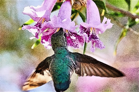 Foto Beija flor plantar pássaro