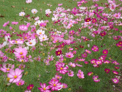 Flour flower plant botany Photo