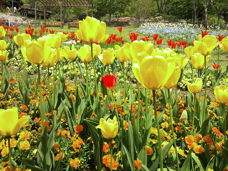 Tulipán flor planta ecorregión
